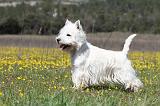 WESTIE 209